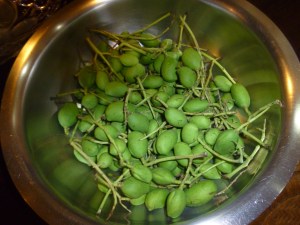 மரத்தில் பரித்தபடி வடுமாங்காய்கள்