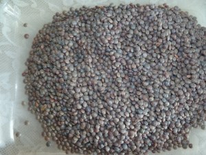 கறுப்பு மஸூர் முழுப் பயறு