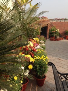 டிஸம்பரில் டில்லி மாடியில் பூக்கள்