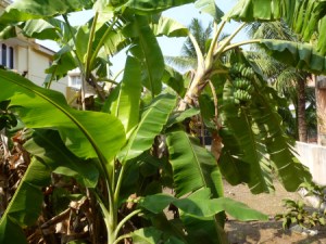 தோரணவாழை