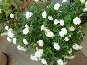 முள்ளில்லா சீன தேசத்து ரோஜாமலர்கள்