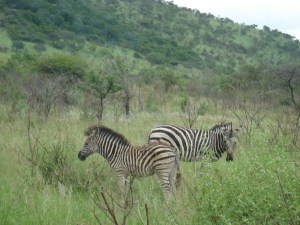 வரிக்குதிரைகள்