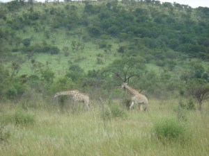 ஒட்டைச் சிவிங்கிகள்