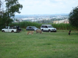 உணவு ஜீப்புடன்