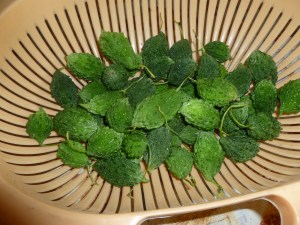 மிதிபாகல்