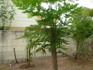 துளிர்த்த முருங்கை