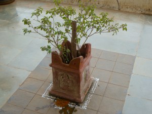 இதுவும் துளசிமாடம்