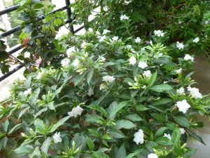 நந்தியாவட்டை மலர்கள் சிறிய செடியில்.