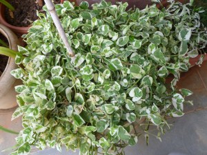 அழகானஇலைகள்