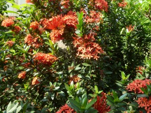 மலர்ந்தவாழ்த்துடன் பூக்கள்