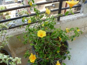 மஞ்சள்செம்பருத்தி