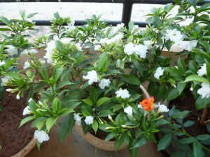 நந்தியாவட்டைமலர்கள்