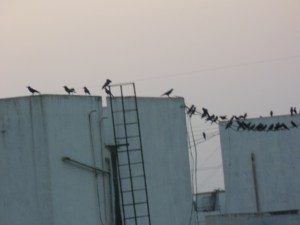 நன்றி,நன்றி நாங்களும் பரந்து போறோங்க. அழகாக ஊஞ்ஜலில் ஆடினோங்க  காகாகா