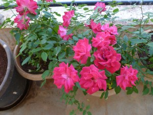 பூஜைக்குகந்த புஷ்பம்