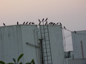 பூரா வந்தாச்சா?