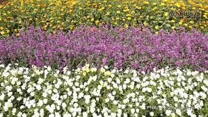 பூக்களின் அணிவகுப்பு