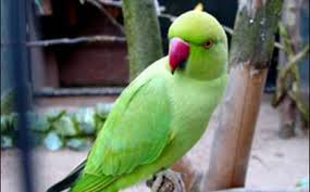 கோபுரத்துக் கிளி