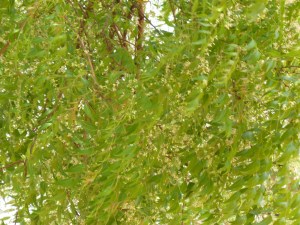 மகிழ்ச்சியுடன் பூத்துக் குலுங்கித்  தமிழ்ப் புத்தாண்டை வரவேற்கும் வேப்பமலர்கள்