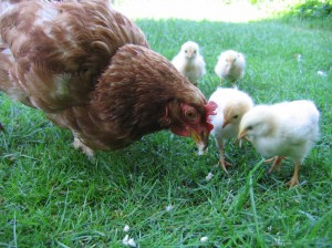 Hen_with_chickens_in_native_breeding