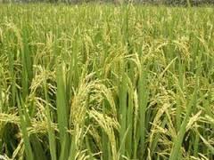 முற்றியகதிர்