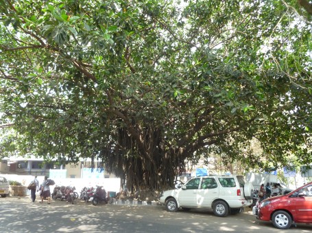 ஆலமரம் திருப்பதி