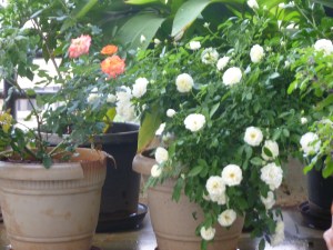 பூத்துக் குலுங்கும்