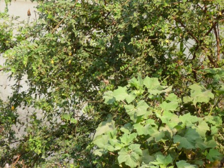 குருவிகளின் உணவிட குத்துச்செடி