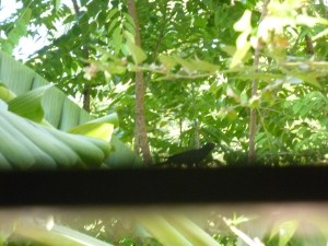 நெல்லிமரத்துக் குயில்