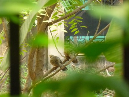 கொழுமொழு ஜோடிக்குருவி