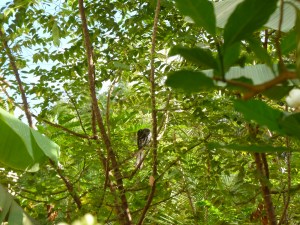 என்ஃபேவரேட்டாம்