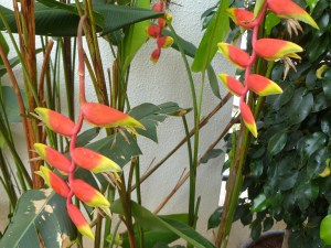 லாப்ஸ்டர்க்ளான்