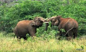 imagesயானகள்