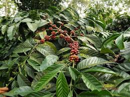 காஃபிச்செடி