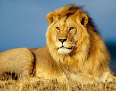 சிங்கம்