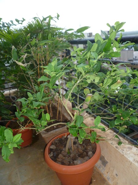 தொட்டியில் பூ-பூ