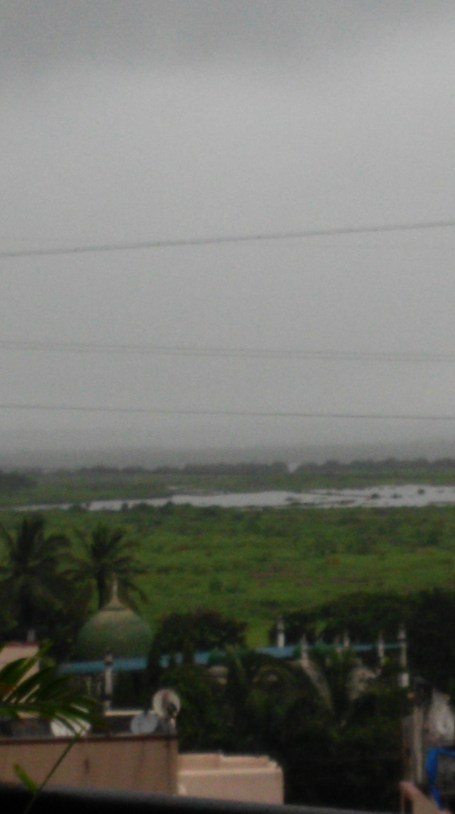 மாங்ரோவ்.  சதுப்பு நிலக்காட்சிகள்