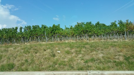 ஆப்பிள் காடு