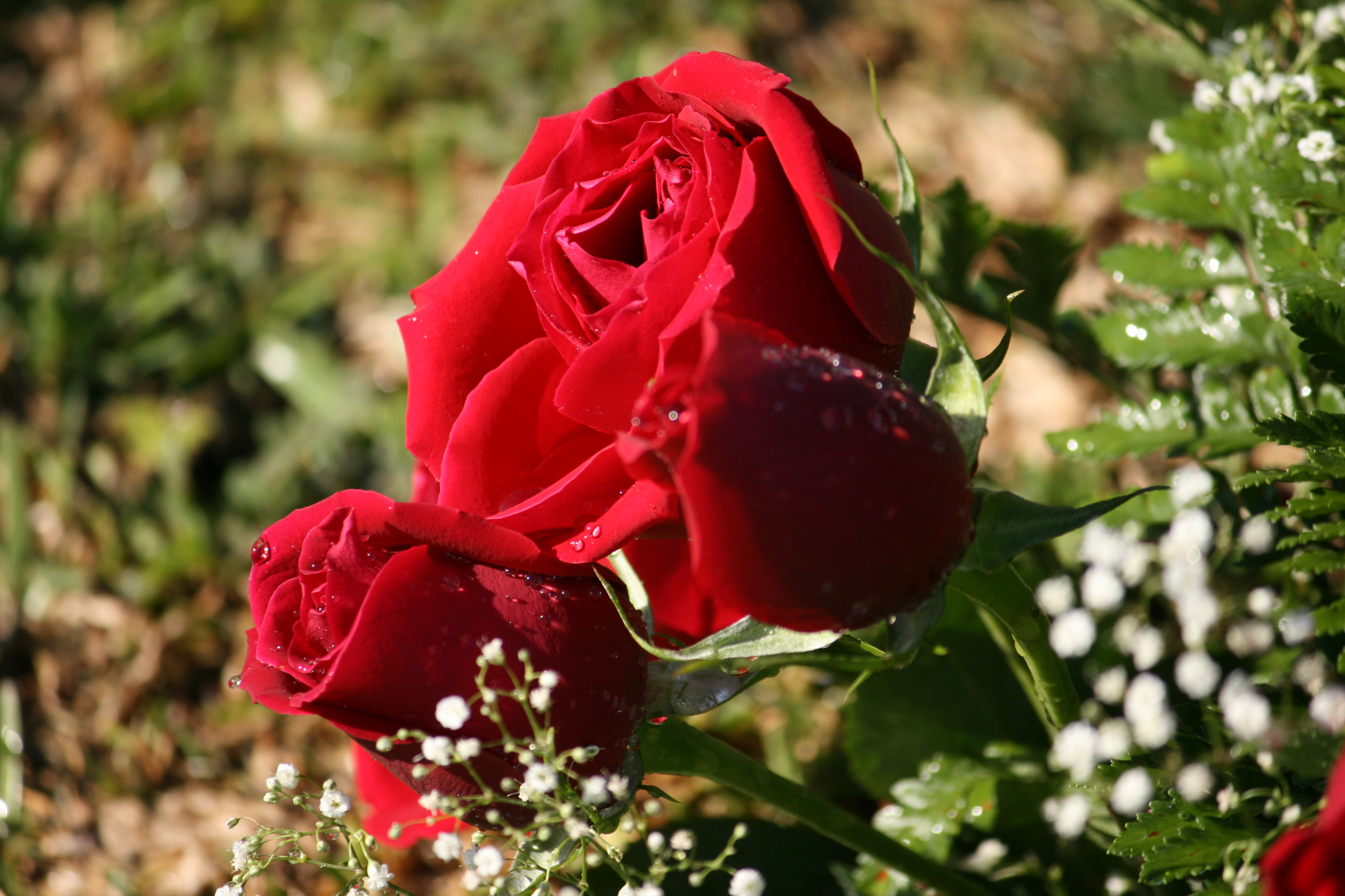 Red_Roses