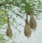 தூக்கணாங்குருவி