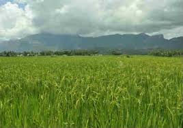 நஞ்சைநிலம்