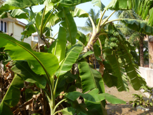 தோரணவாழை