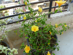 மஞ்சள்செம்பருத்தி