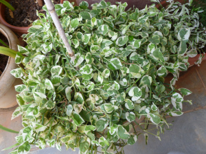 அழகானஇலைகள்