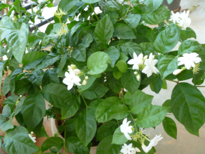 மல்லிப்பூ