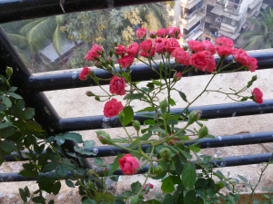 மலர்ந்தும் மலராத