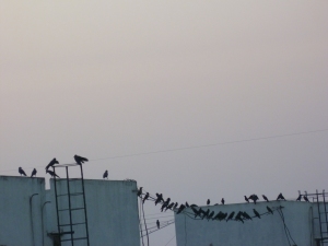 அழகான ஊஞ்சல் எல்லோரும் வந்தாச்சா? 